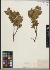 Foto von Salix phylicifolia L.